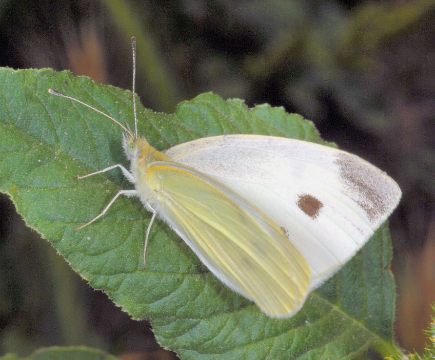 Farfalla e ape in volo